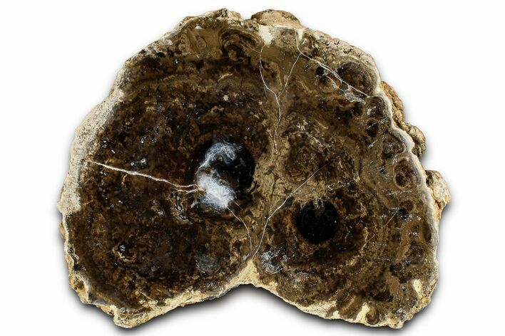 Polished Fossil Stromatolite Colony on Petrified Wood - Utah #365969